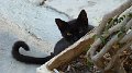 Fauna